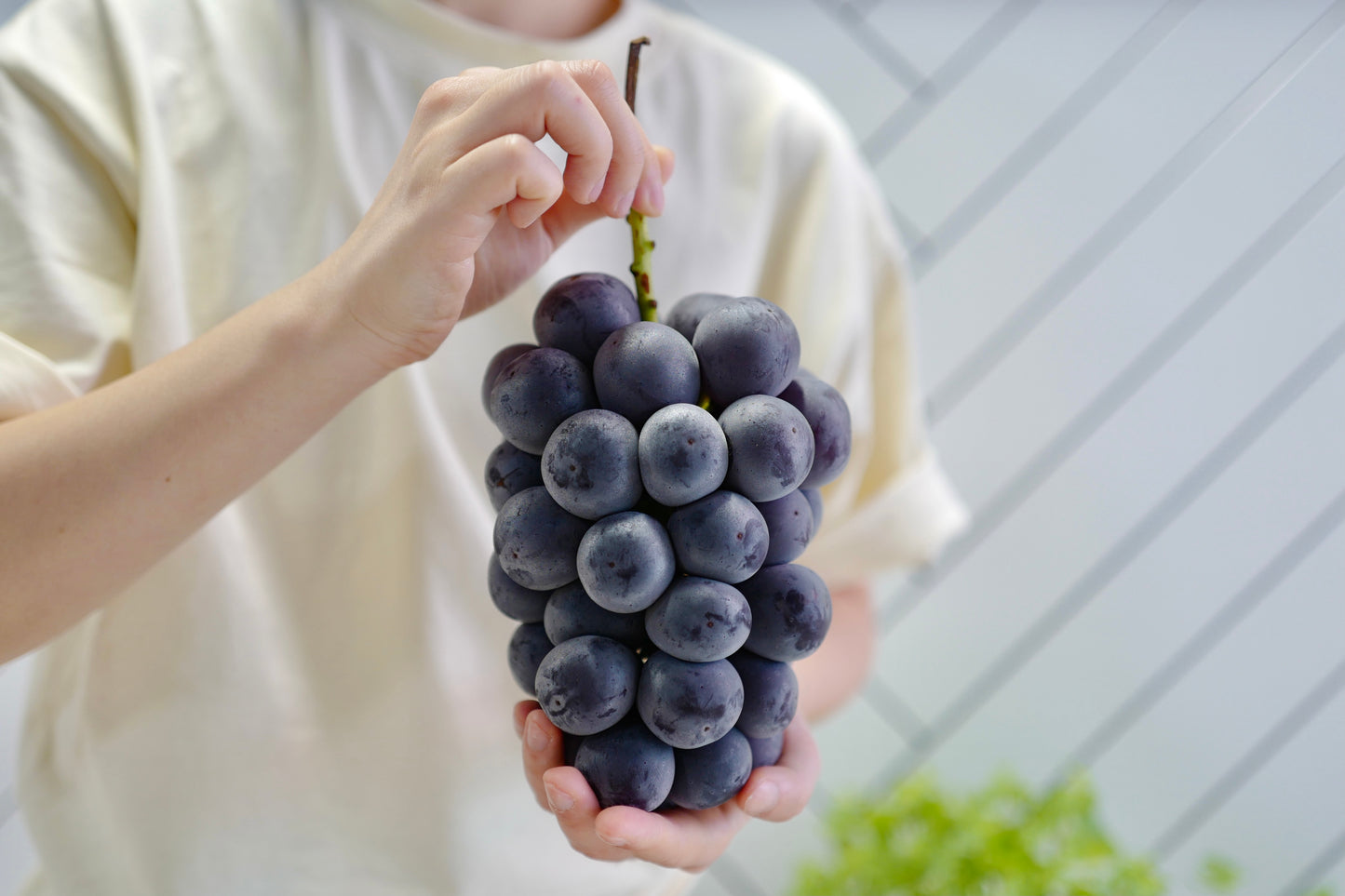 Okayama Kyoho grape