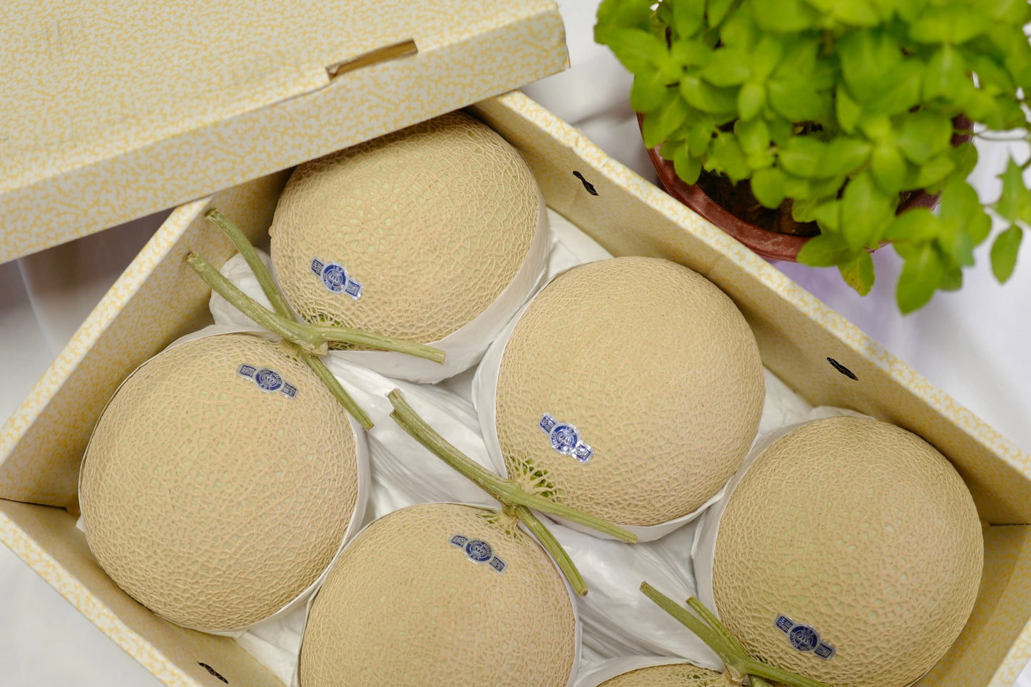 Shizuoka honeydew melon