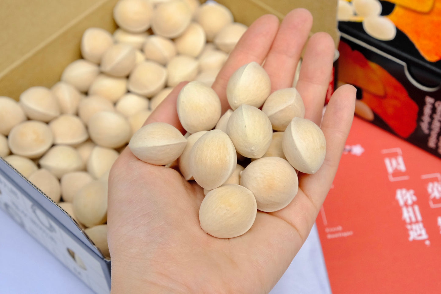 Aichi Ginkgo