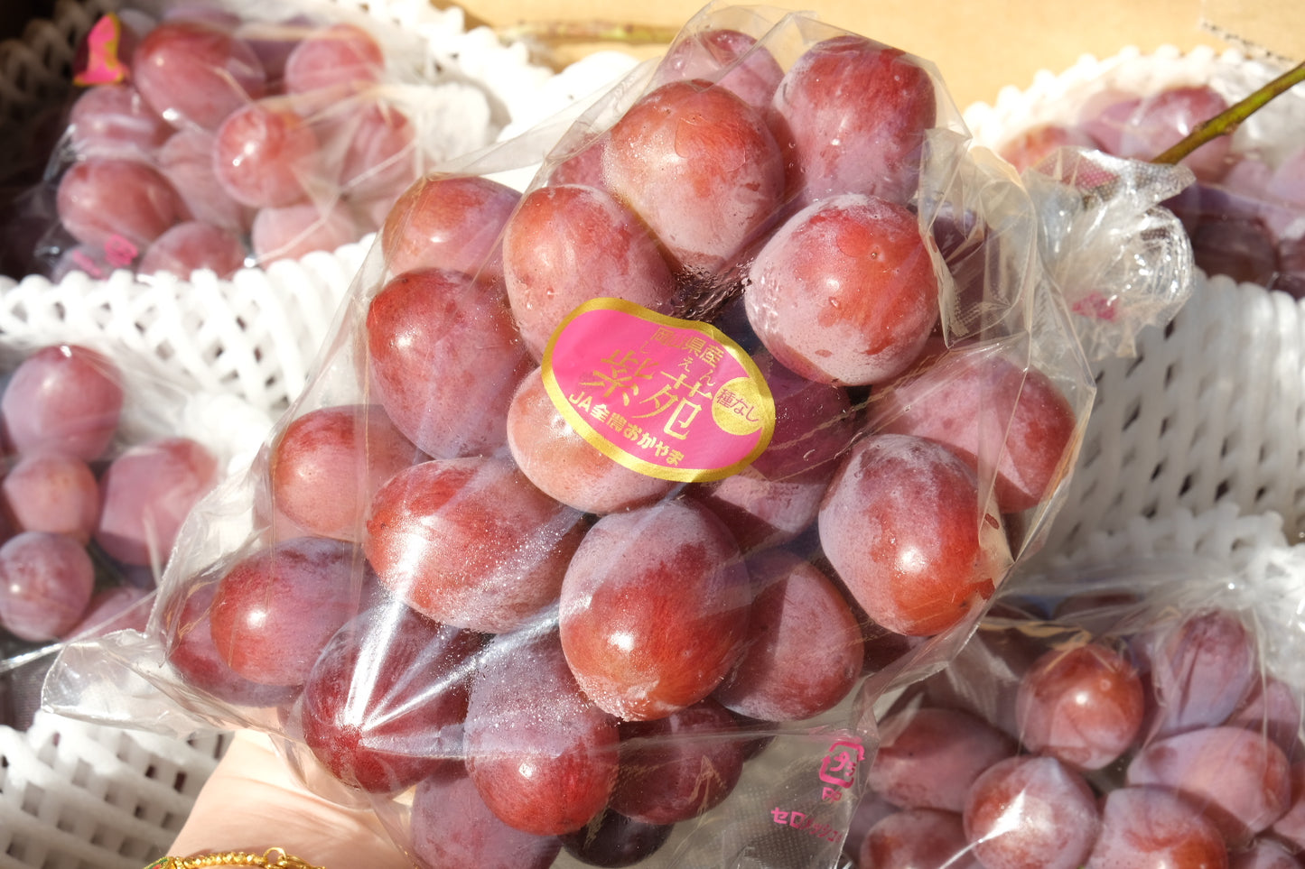 Okayama aster red grape