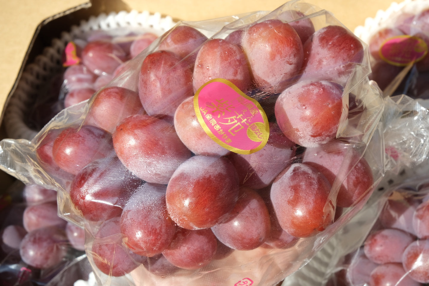 Okayama aster red grape