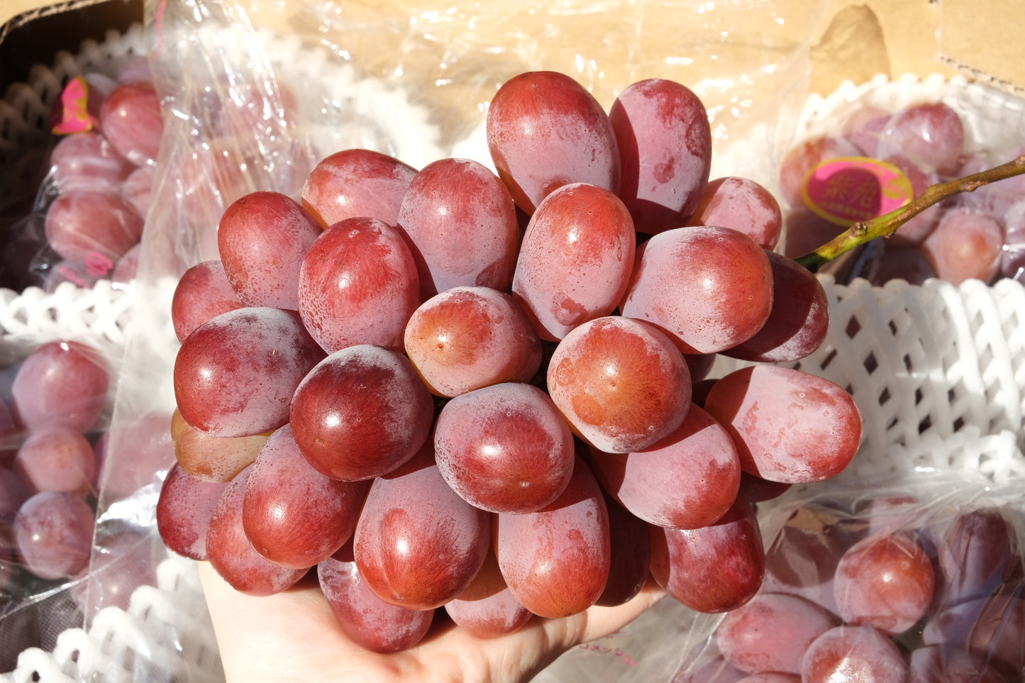 Okayama aster red grape