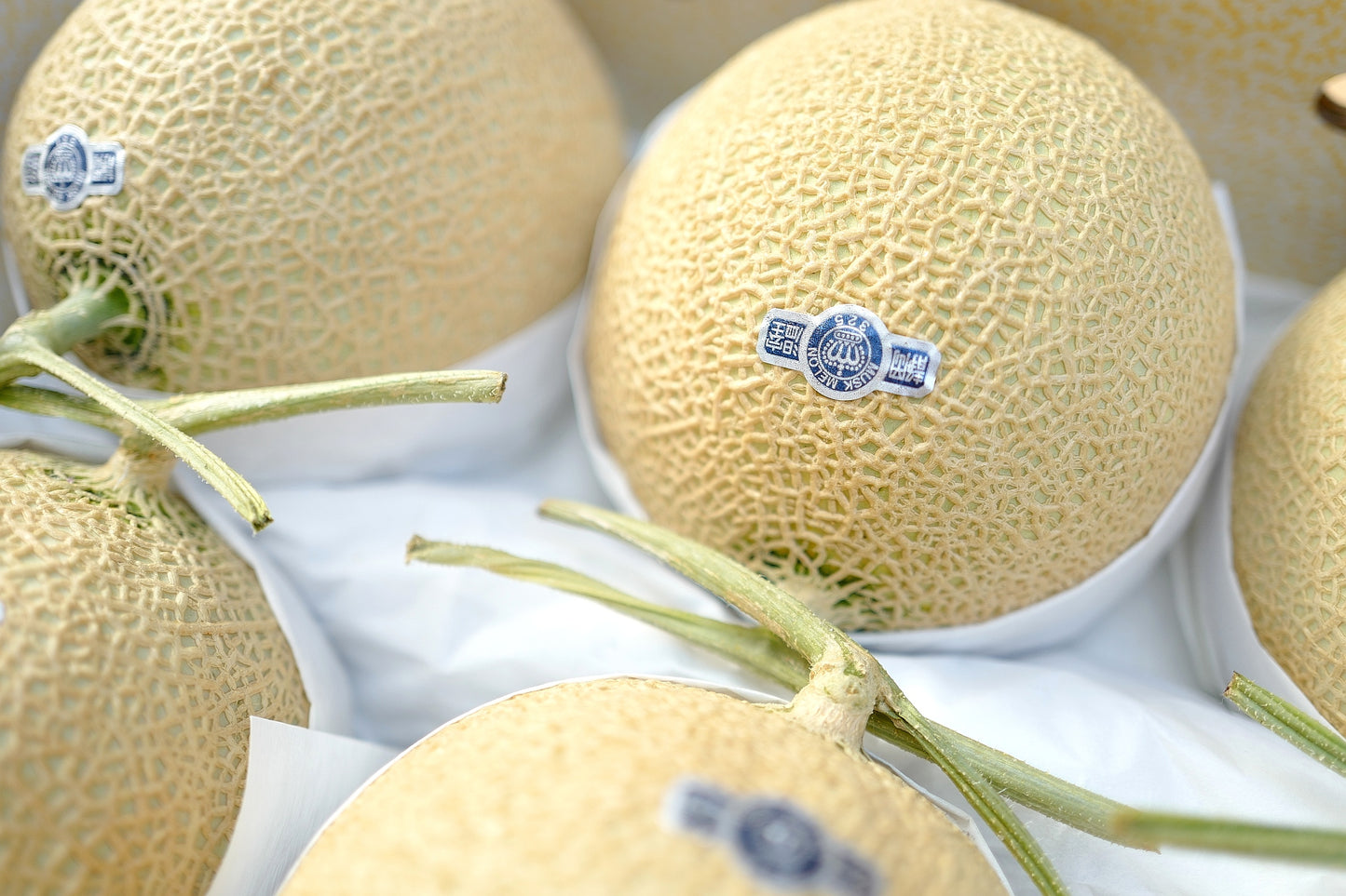 Shizuoka honeydew melon