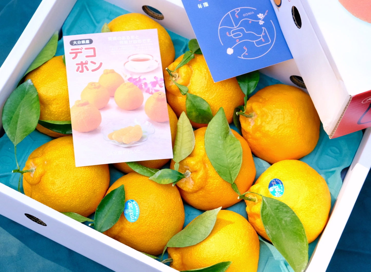 Oita Shiranui Nipple Orange