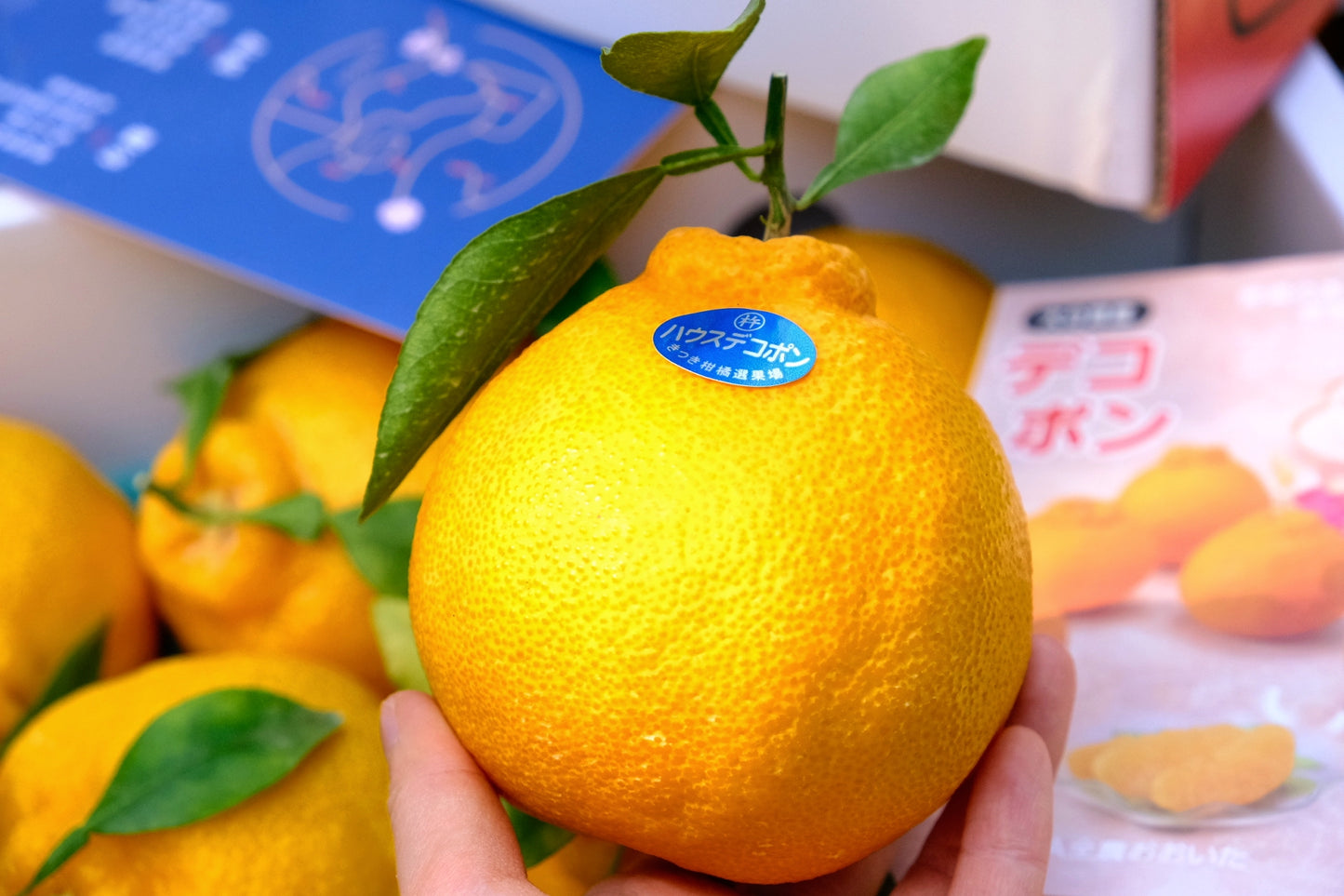 Oita Shiranui Nipple Orange