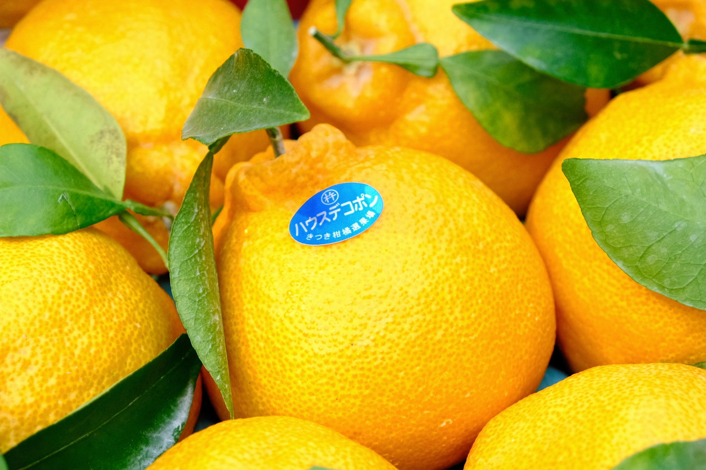 Oita Shiranui Nipple Orange